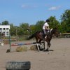 Babie Lato z Hucułami 2015